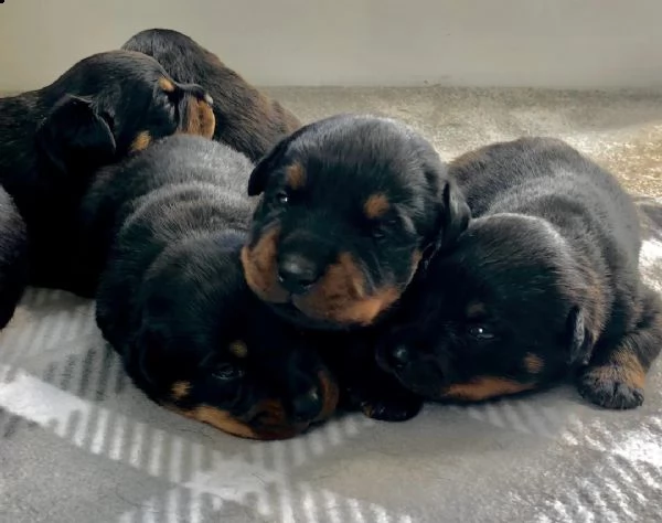 regalo cucciolo di rottweiler con un cappotto duro per natale