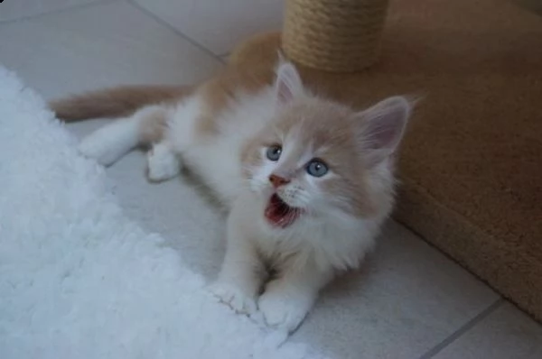 i bambini del maine coon | Foto 0