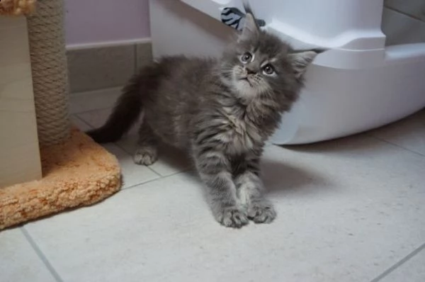 i bambini del maine coon