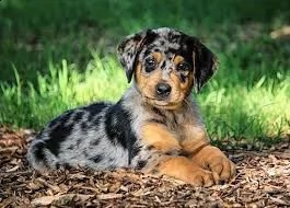 adorabili cuccioli di catahoula leopard femminucce e maschietti disponibili per l'adozione gratuita 