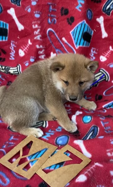 regalo due cuccioli di shiba inu per l'adozione per natale