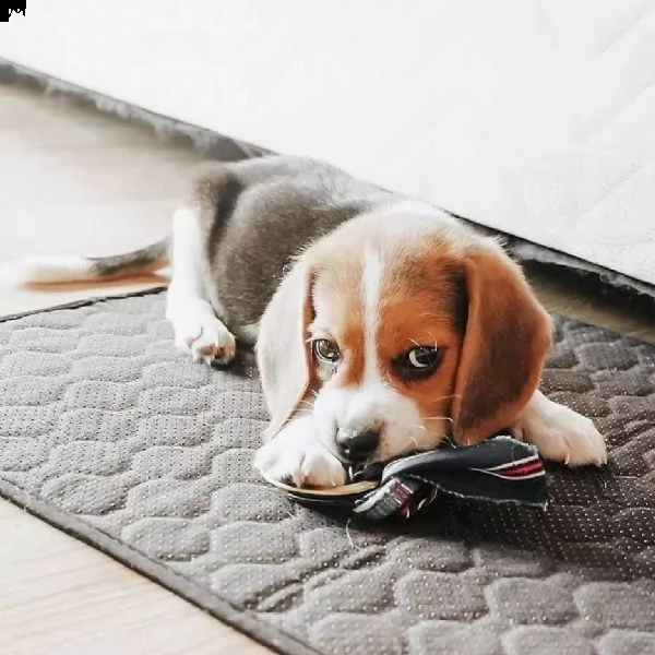 cuccioli di beagle maschio e femmina | Foto 4