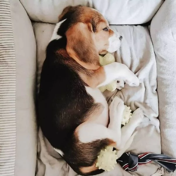 cuccioli di beagle maschio e femmina | Foto 2