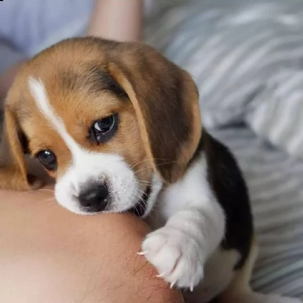 cuccioli di beagle maschio e femmina | Foto 1