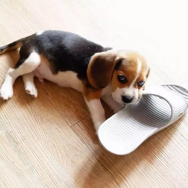 cuccioli di beagle maschio e femmina