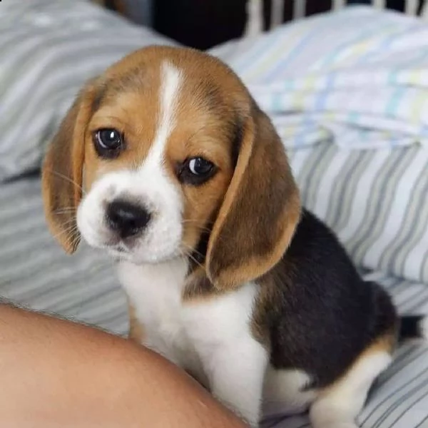 cuccioli di beagle maschio e femmina | Foto 0