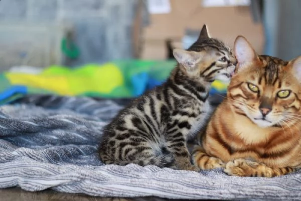 splendida cucciola bengala disponibili | Foto 0