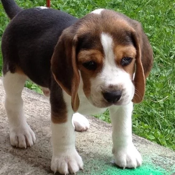 regalo cuccioli dolce e bella beagle stiamo dandoquesti nostri cuccioli sani maschi e femmine in un 