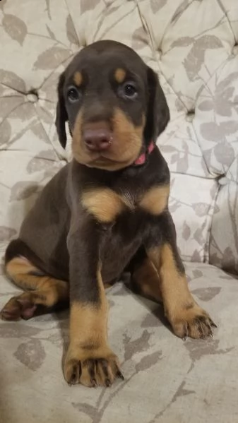 regalo adorabili cuccioli  dobermann per natale