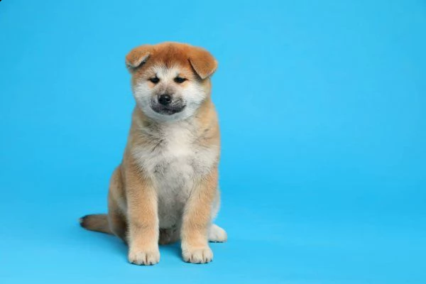 akita inu cuccioli introvabili cuccioli di akita inu intelligenti e dolcissimi attaccati al padrone