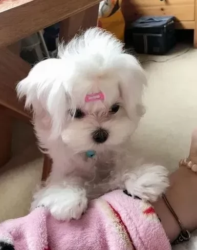 cuccioli di maltese