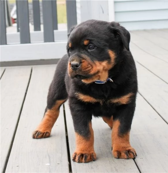 rottweiller cucciolo di rottweiler giocoso pronto per un nuovo amore.