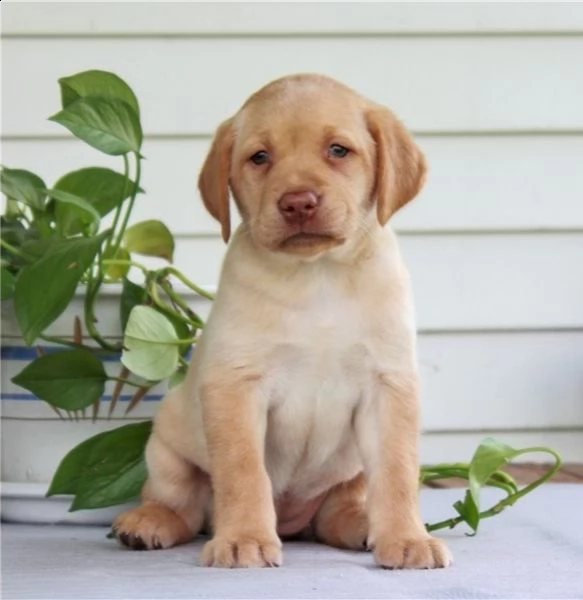  bellissimi cuccioli di golden retriever, femmine e maschi, 