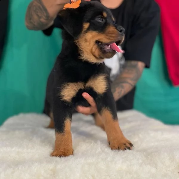 regalo cuccioli di tipo rottweiler con i capelli corti cuccioli di rottweiler, capelli corti e tutto