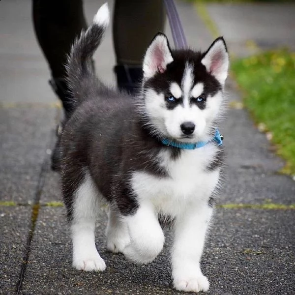 regalo siberian husky con pedigree consegna con : libretto sanitario, vaccini certificati dal veteri