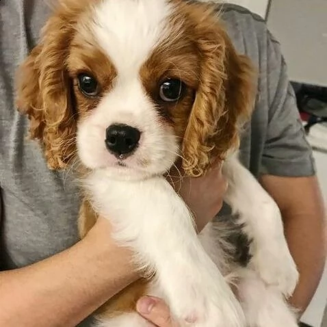 cavalier king animali domestici del cavalier king charles hanno avuto una bellissima cucciolata di b