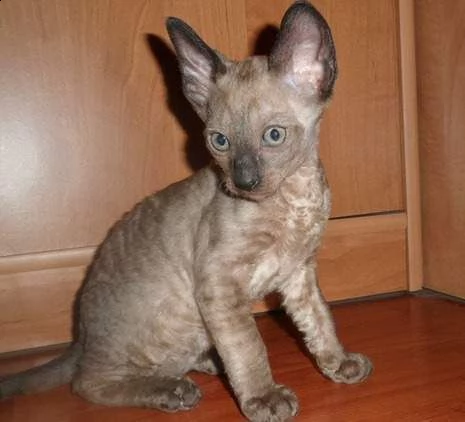 bellissimo gattino cornish rex bella cornish rex gattino, bottiglia alto e molto bello, mangia da so