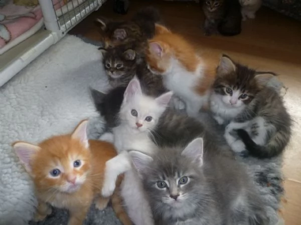 maine coon gattino tipo 5 palle kitten maine tipo di capelli, 3 femmine e 2 maschi. sono disponibili