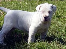 adorabili cuccioli di dogo argentino