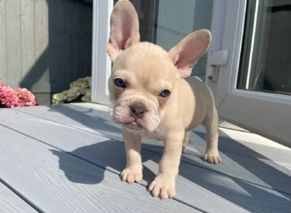 cuccioli di bulldog francese per l'adozione per natale