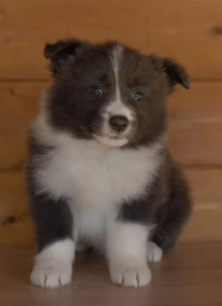 Cuccioli Border Collie  | Foto 0