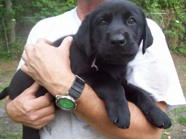 disponibili cuccioli di labrador | Foto 2