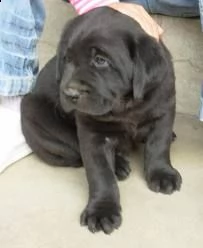 disponibili cuccioli di labrador | Foto 0