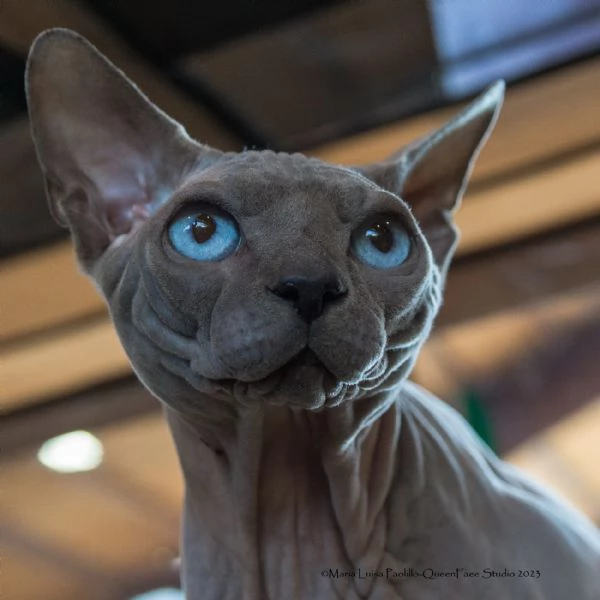 Stallone sphynx per monta