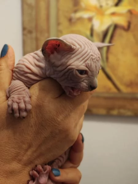 Sphynx cuccioli | Foto 3