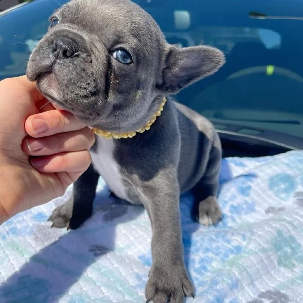 bulldog francese i nostri 6 bellissimi cuccioli di bulldog francese cercano una casa amorevole per s