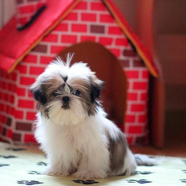 shih tzu gli animali domestici hanno avuto una bellissima cucciolata di bellissimi cuccioli bianchi 