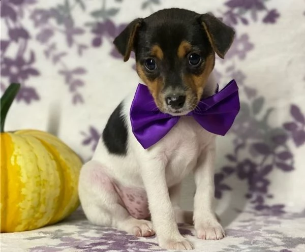 adorabili cuccioli di fox terrier messi in adozione