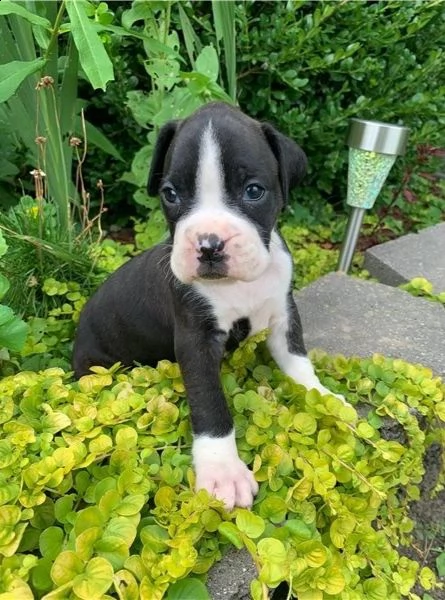 adorabili cuccioli di boxer  pronti per l'adozione