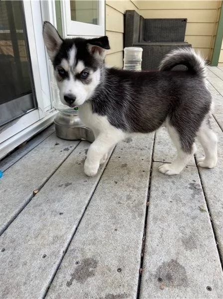 cuccioli di siberian husky