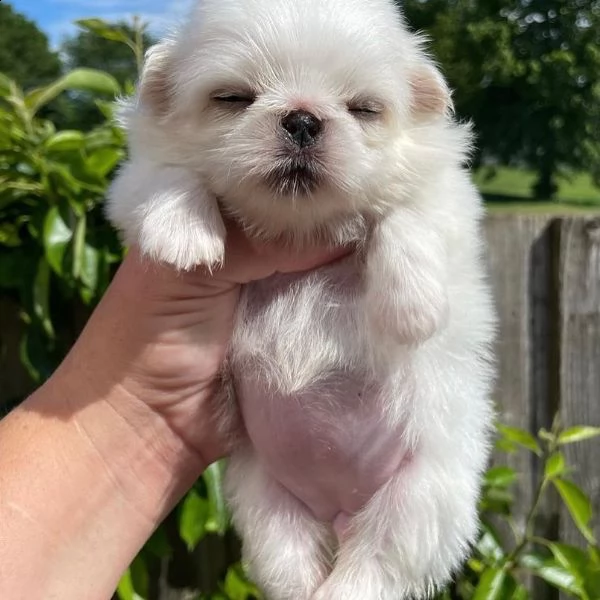 cuccioli di pechinese di razza