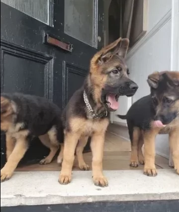 bellissimi pastore tedesco cuccioli