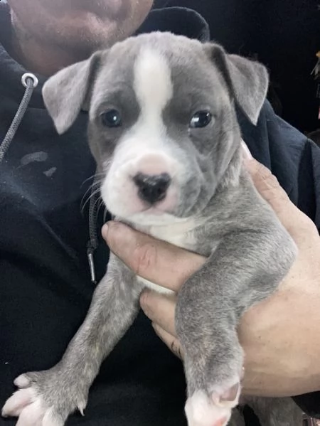 regalo cuccioli di pitbull per natale