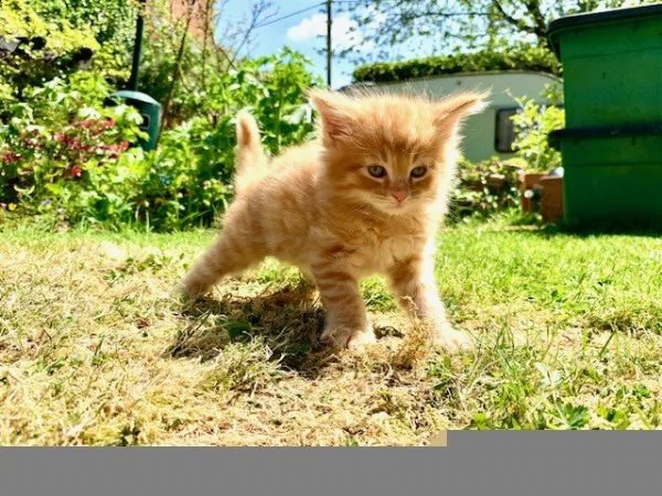 cuccioli di maine coon | Foto 0