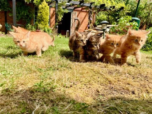 cuccioli di maine coon