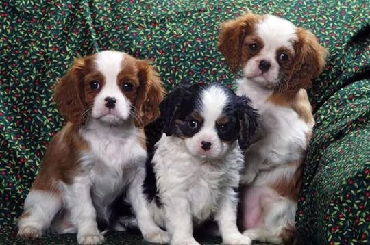 regalo cuccioli  cavalier king 