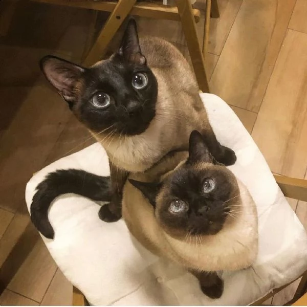 consegna gattini di siamese regalo con libretto sanitario,   microchip, vaccinato e sverminato.   i 