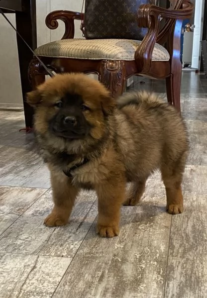  regalo bianchi cuccioli di chow chow per natale