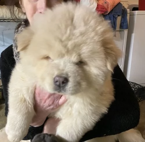 regalo cuccioli di chow chow per natale