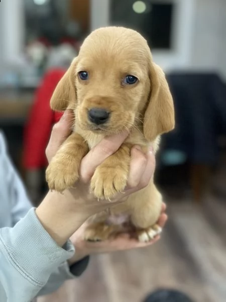 regalo adorabili cuccioli  basset hound femminucce e maschietti gratuita per natale