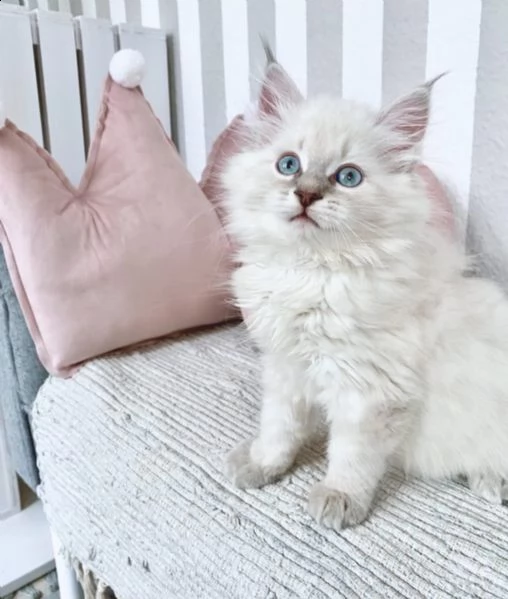 cuccioli di gatti siberiani con pedigree anfi