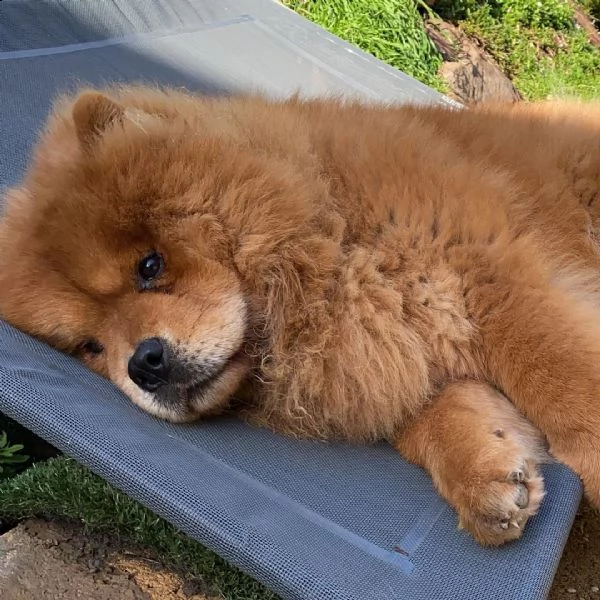 regalo bianchi cuccioli di chow chow cuccioli di chow chow bianchi / crema - molto belli! maschi e f