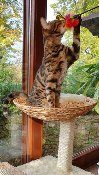 bengal cuccioli disponibili | Foto 0