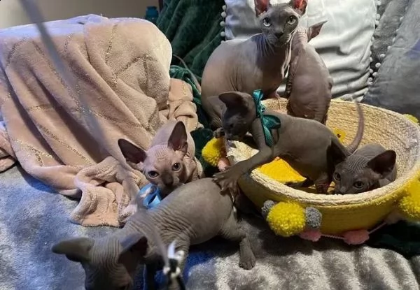 gatto nudo - sphynx cuccioli nati in casa