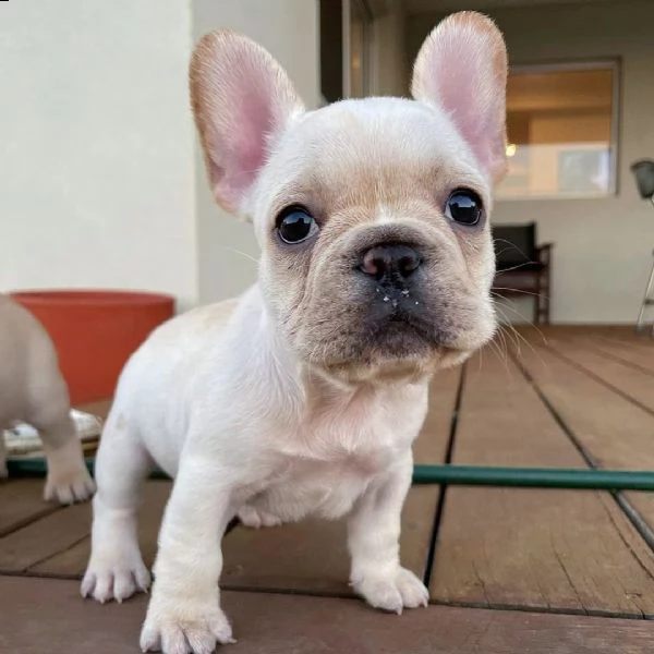 bulldog francese i nostri 6 bellissimi cuccioli di bulldog francese cercano una casa amorevole per s