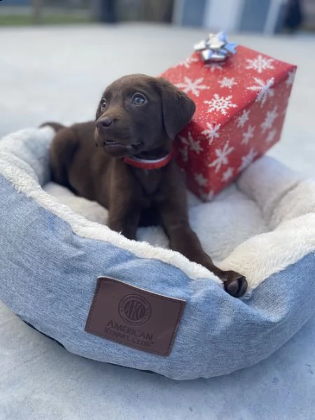 regalo bellissimi cuccioli di labrador per natale